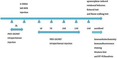 Protective Effect of the α7 Nicotinic Receptor Agonist PNU-282987 on Dopaminergic Neurons Against 6-Hydroxydopamine, Regulating Anti-neuroinflammatory and the Immune Balance Pathways in Rat